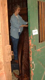 Massaging horse on stool